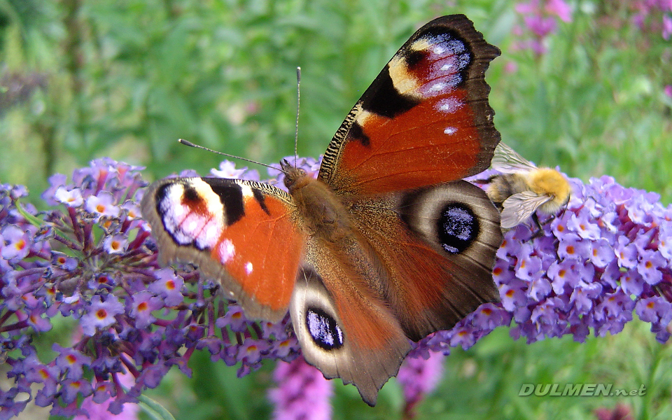 Peacock Butterfly (Inachis Io)